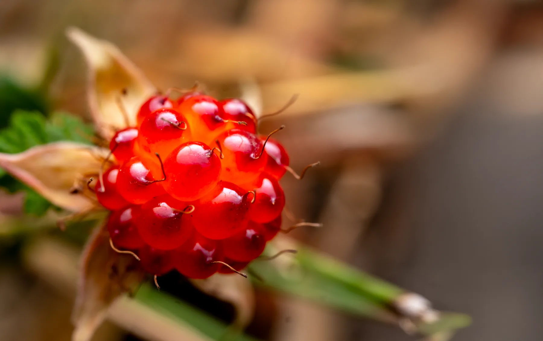 Wild Flower — Macro Photography by Jaapas Singh